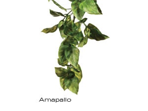 Rostlina plast Amapallo