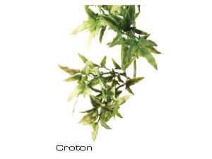 Rostlina plast Croton (doprodej)