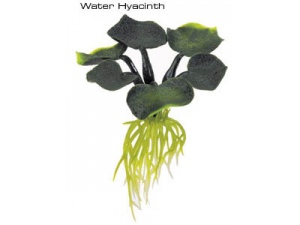 Rostlina plovoucí Water Hyacinth
