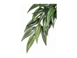 Rostlina textilní Rucus