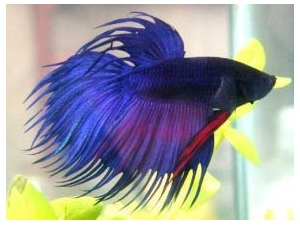 Bojovnice pestrá (Betta splendens)