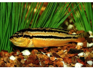 Tlamovec pestrý (Melanochromis auratus)