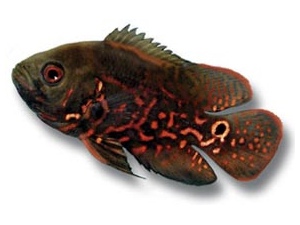 Vrubozubec paví (Astronotus ocellatus)