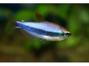 Tetra královská (Inpaichthys kerri)