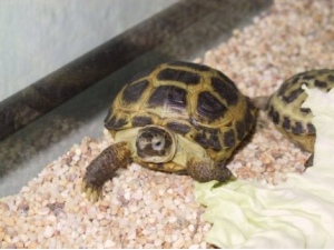 Želva stepní (testudo horsfieldii)