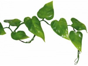 Pothos Vine 200cm