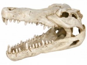 Lebka z krokodýla
