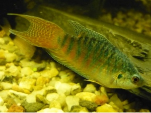 Rájovec dlouhoploutvý (Macropodus opercularis)