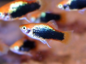 Plata skvrnitá Tuxedo (Xiphophorus mac. Tuxedo)