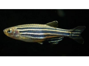 Danio pruhované (Danio rerio)