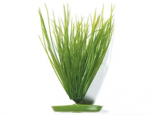 Rostlina Hairgrass 20cm