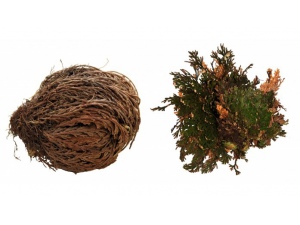 Rostlina Rose of Jericho