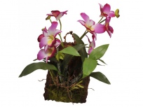 Závěsná orchidej - purpurová cca 20x30cm