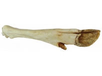 Noha bílá extrudovaná z jelena