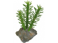 Cactus 3X, cca 15 cm