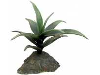 Agave střední, cca 15 cm