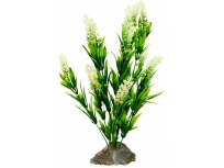 Borneo Grass, bílé květy cca 40 cm