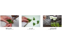 Rotala macrandra Pearl