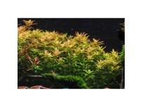 Rotala rotundifolia