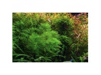 Myriophyllum mattogrossense