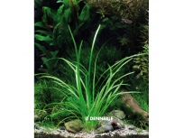 Sagittaria subulata var. Pussila