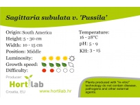 Sagittaria subulata var. Pussila