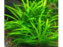Echinodorus quadricostatus