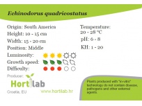 Echinodorus quadricostatus