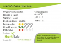 Leptodictyum riparium