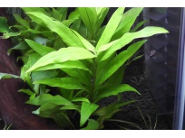 Hygrophila corymbosa