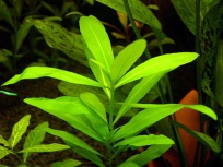 Hygrophila polysperma