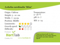 Lobelia Cardinalis mini