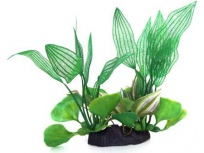 Tatrapet akvarijní rostlina 18-20cm zelená a fialová (doprodej)