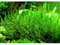 Vesicularia Reticulata Erect Moss