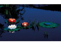 Pontec PondoSolar Lily LED Set 3