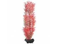 Rostlina TETRA Foxtail Red
