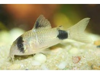 Pancéřníček panda (Corydoras panda)