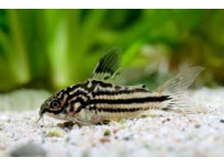 Pancéřníček drobný (Corydoras nanus)