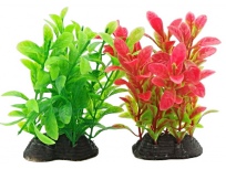Tatrapet akvarijní rostlina na kartě 15 -18 cm, 1x červená, 1x zelená