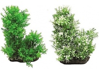 Tatrapet akvarijní rostlina 15 - 17 cm, 1 x zelená, 1 x béžová