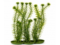 Rostlina Anacharis 20cm 3ks