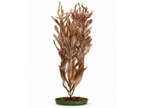 Rostlina Sea Sprite 30 cm