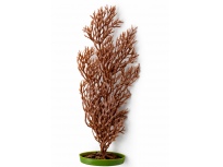 Rostlina Rock Fingers 30 cm