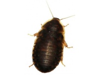 Šváb argentinský (Blaptica dubia)