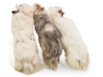 Králičí nožka se srstí