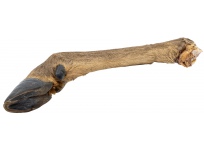 Jelení noha s kožešinou 43 - 49 cm