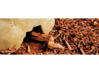 Jeskyně Reptile Cave