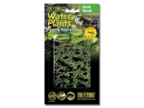 Rostlina plovoucí Duck Weed