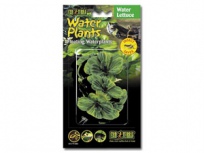 Rostlina plovoucí Water Lettuce