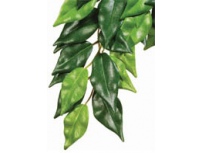 Rostlina textilní Ficus